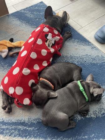 Image 23 of ***ALL SOLD*** - Stunning blue French bulldogs KC registered