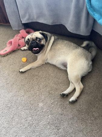 Image 1 of 3 year old female & 2 year old male pugs for sale