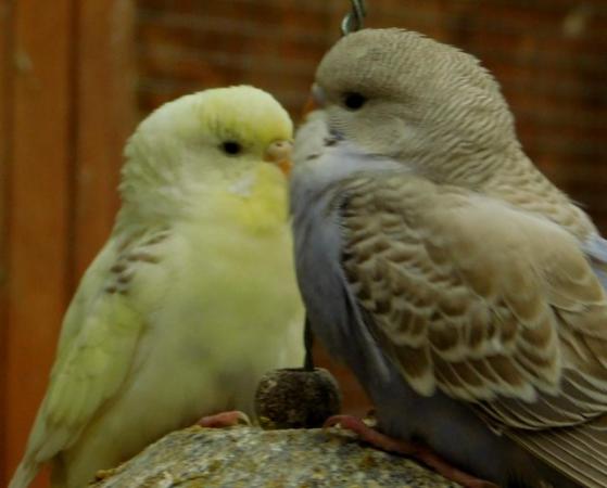 Image 23 of Budgies For Sale. Ideal Pets (Friendly) + Suit for Aviaries