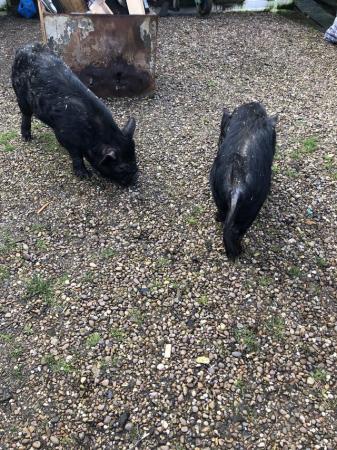 Image 2 of 2 male pigs for sale, Julianna
