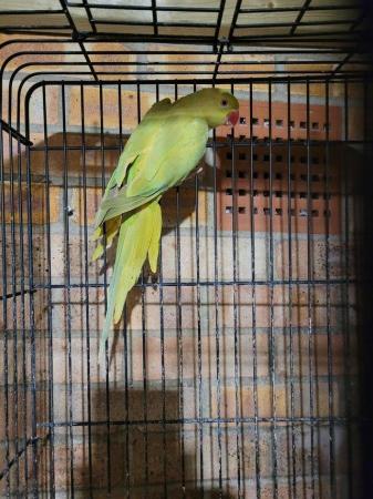 Image 5 of Yellowish Lime Indian Ringneck (Female) With Cage