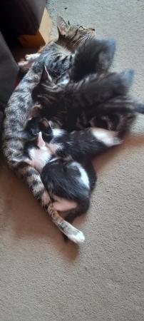 Image 3 of Beautiful kittens ready 27th of June