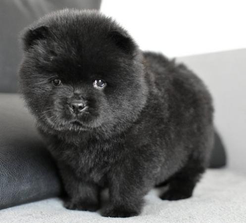 Image 5 of Chow chow puppies **READY TO GO**
