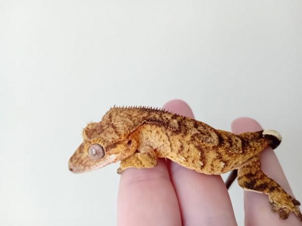 Image 1 of Perfectly Marked Brindle Crested Gecko