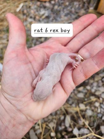 Image 17 of Extremely friendly baby rats ready 17th june