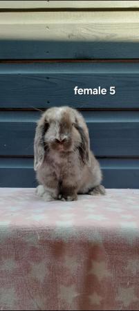 Image 9 of Gorgeous mini lop rabbits ready to leave