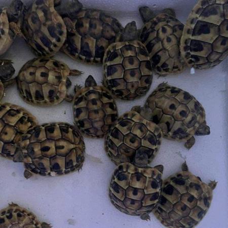 Image 2 of Large Selection of Tortoise Available in Store Now!!