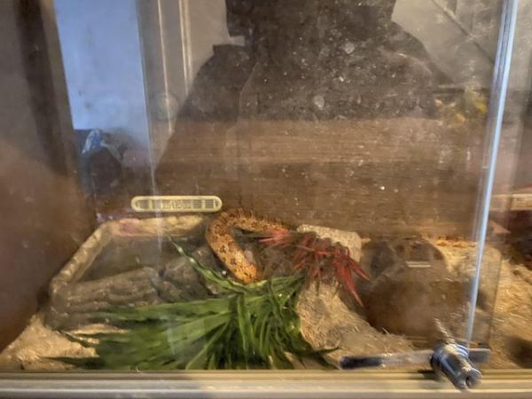 Image 5 of 4 year old ghost corn snake and vivarium
