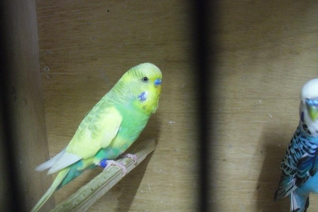 Image 5 of Two Adult Male Budgies Lovely Birds