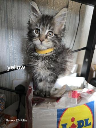 Image 3 of Maine coon kitten tica registered