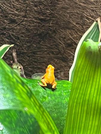 Image 4 of Oophaga pumilio ’solarte’ Male Dart frogs