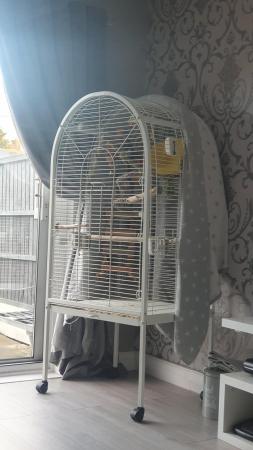 Image 4 of CONURE FOR SALE 200 nearest offer