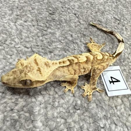 Image 1 of CRESTED GECKOS FOR SALE! MALE & FEMALE MORPHS AVAILABLE