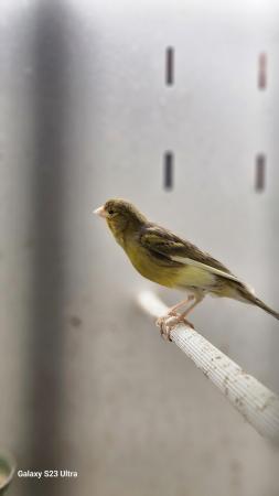 Image 10 of Linnets finches cage breed hand reared
