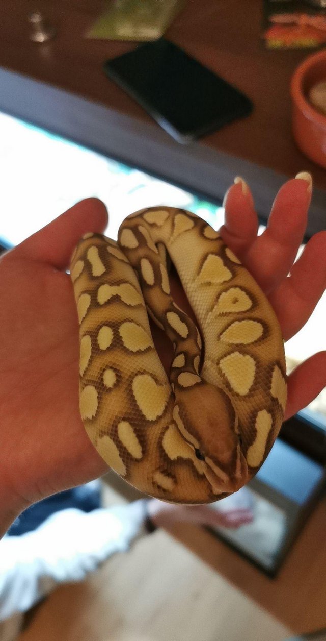 Preview of the first image of 3 year old Royal Python for sale.
