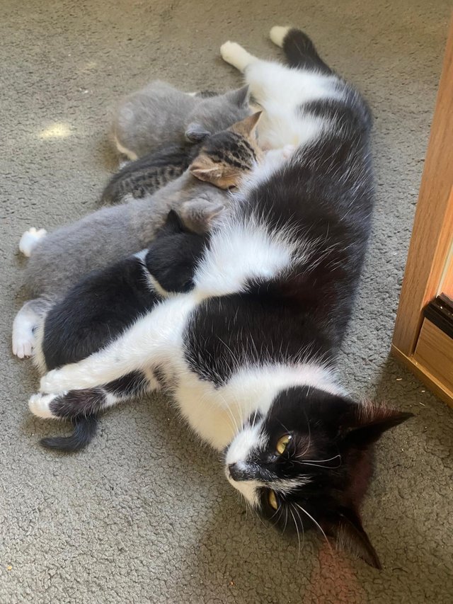 Preview of the first image of Four Beautiful chubby kittens.