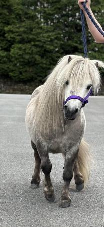 Image 6 of Licenced Shetland Pony stallion