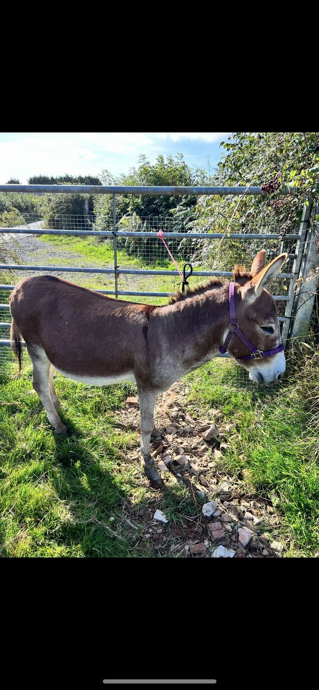 Preview of the first image of 7 year old entire Jack - Mediterranean mini donkey.