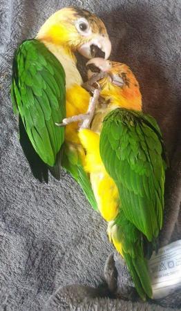 Image 8 of Hand Reared Yellow Thighed Caiques