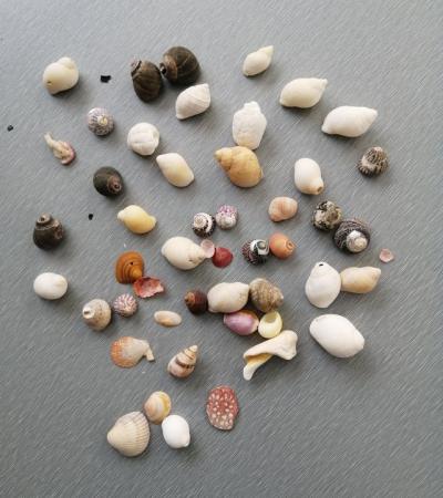 Image 12 of A Mixed Lot of Real Seashells.  100 Plus Pieces.