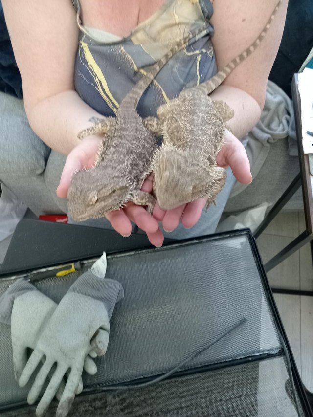 Preview of the first image of Pair of bearded dragons available.