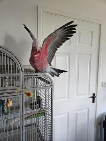 Image 4 of Galah Parrot cockatoo 13 months old including Cage