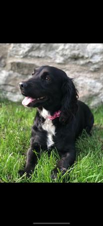 Image 11 of Gorgeous working cocker spaniels