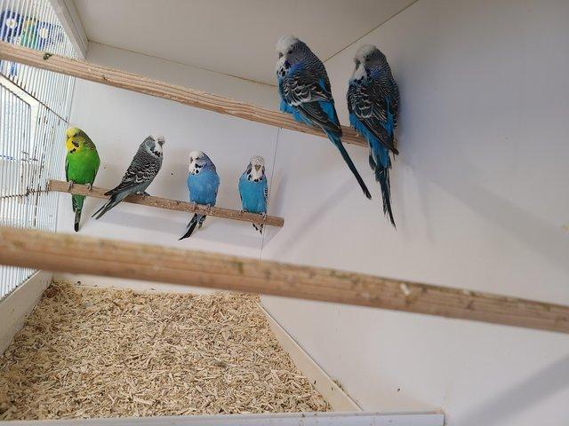 Preview of the first image of Pet budgies 4 months to a year old.