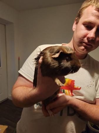 Image 2 of One skinny pig and one guinea pig looking for forever home