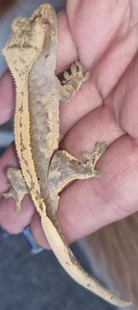 Image 4 of Crested Gecko 6 months old Part Pin Harlequin