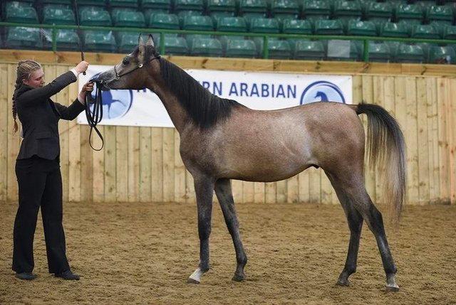 Image 2 of Arabian Youngsters For Sale Pure and Partbreds
