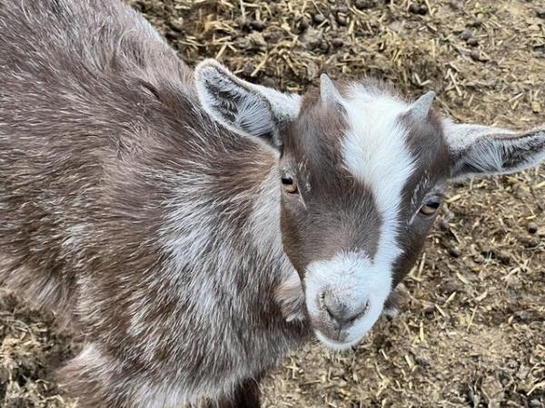 Image 1 of Beautiful baby pigmy goats