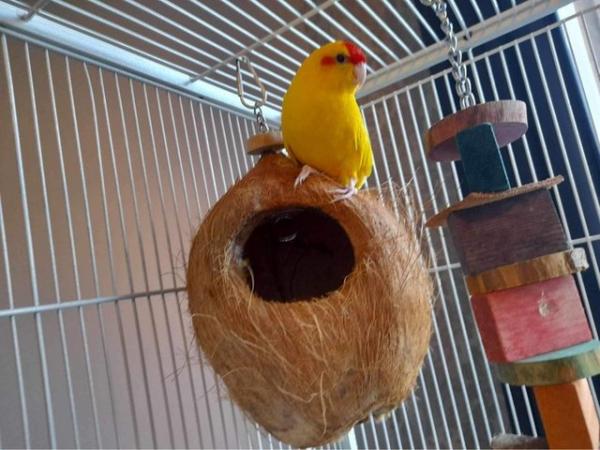 Image 3 of 1 year old parakeet for sale with cage