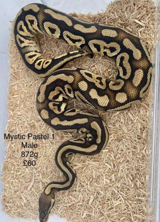 Image 12 of Royal Pythons for sale.