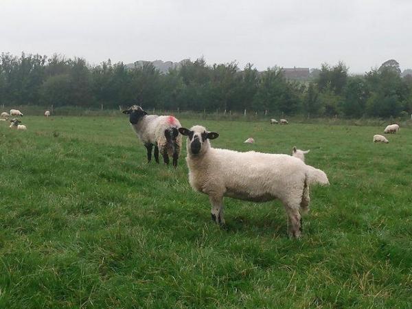 Image 13 of Valais Blacknose Cross Lambs, born 2023. Excellent pets or .