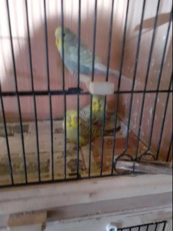 Image 2 of YOUNG BUDGIES FOR SALE NICE BIRDS £20