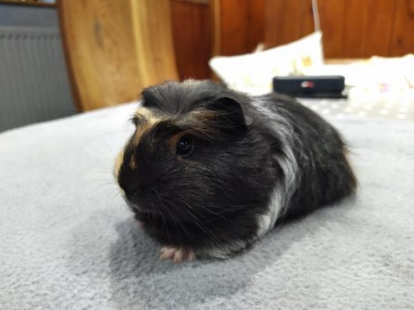 Image 1 of Female pair of baby Silkie coronet guinea pig baby for sale