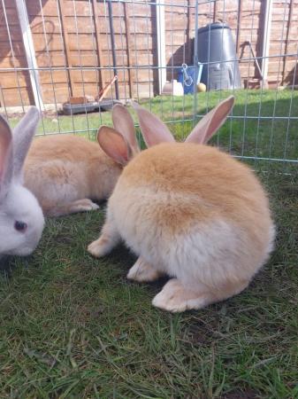 Image 5 of Pure Breed Baby Continental Giant Rabbits