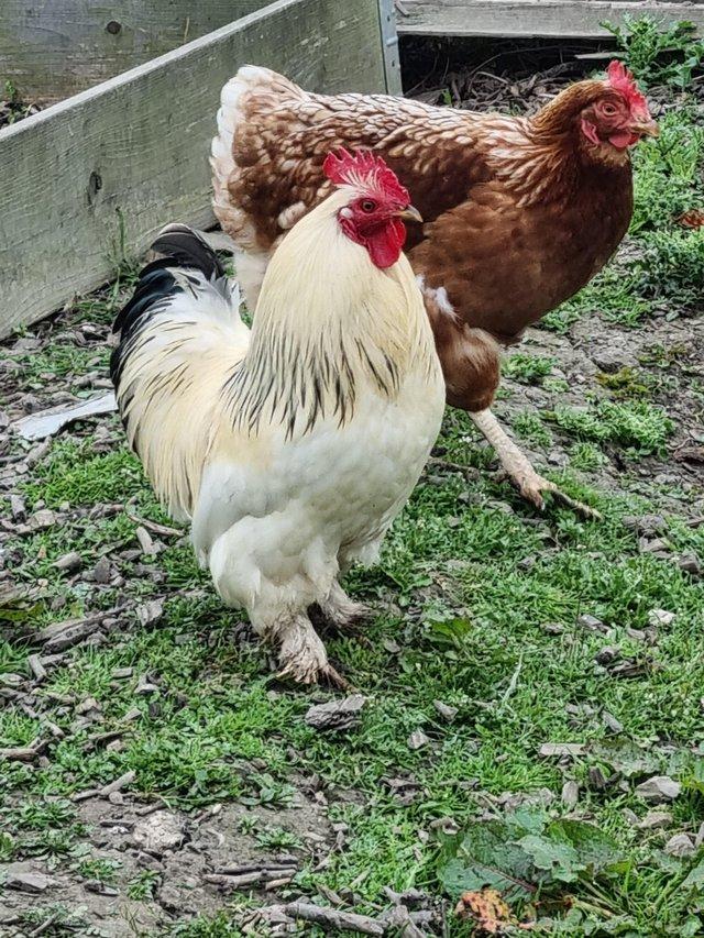 Preview of the first image of 2 year old pekin bantam cockerel.