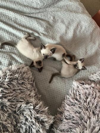 Image 13 of Siamese kittens,ready now only 3 boys 1 girl left