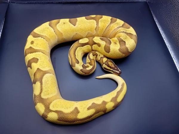 Image 1 of Stunning unrelated Male and female ball pythons for sale!