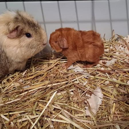 Image 4 of Baby guinea pigs for sale