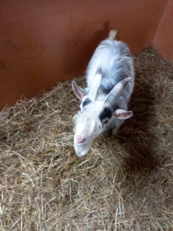 Image 4 of Male African pygmy goat for sale
