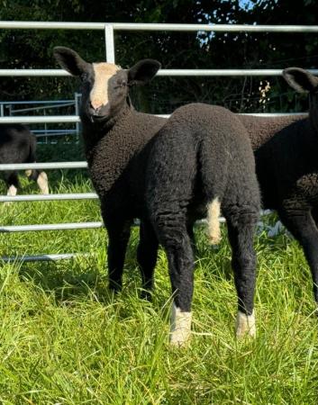 Image 3 of Zwartbles ewe lambs looking for new homes when ready in June