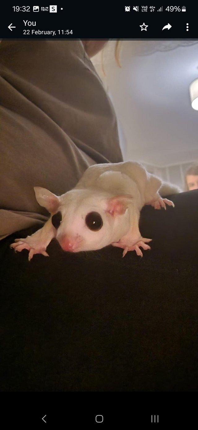 Preview of the first image of 2 female sugar gliders for sale.