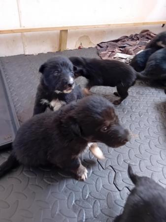 Image 4 of Lovely shollie puppies looking for new homes