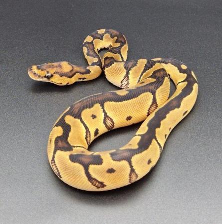 Image 5 of Clown Probable Red Stripe Female Ball Python 220502