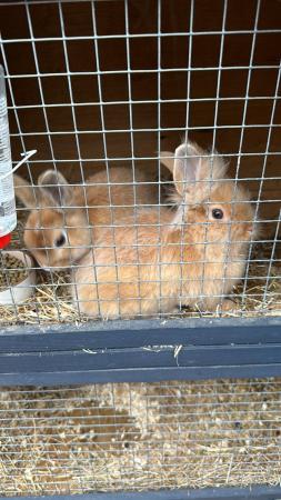 Image 4 of 2 female rabbits 1 year old