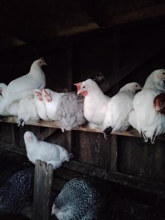 Image 1 of White leghorn s and various hybrids