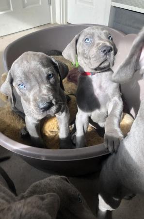 Image 4 of 3 GIRLS LEFT!12 Healthy Chunky Solid Blue Great Dane Puppies